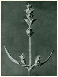 サルビア、1929（グラビア） 作： Karl Blossfeldt
