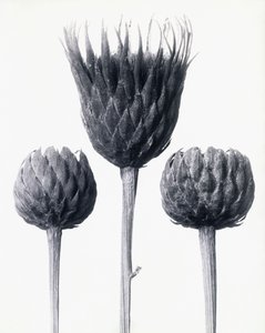 Serratula Nudicaulis（裸の茎のCommon Sawwort）、1928年頃（ゼラチンシルバープリント） 作： Karl Blossfeldt