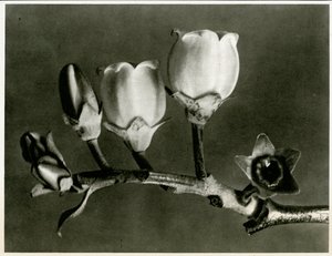 Vaccinium Corymbosum。 1929（グラビア）