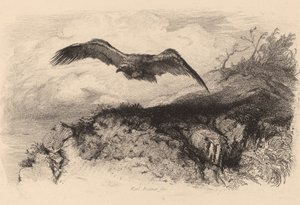 飛翔する鷲。 作： Karl Bodmer