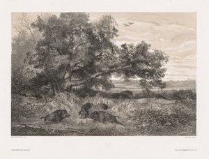 自然に似た動物と風景：池のイノシシ 作： Karl Bodmer