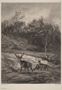  作： Karl Bodmer