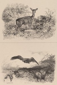 ドゥー、イーグル 作： Karl Bodmer