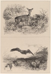ドウ、イーグル 作： Karl Bodmer