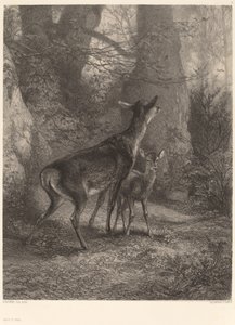 ドゥーとフォーン 作： Karl Bodmer