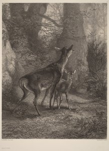  作： Karl Bodmer