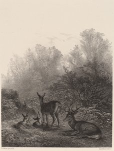 鹿の休息 作： Karl Bodmer