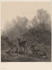 鹿の休息 作： Karl Bodmer