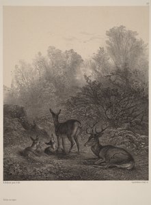 休息中の雌鹿たち 作： Karl Bodmer