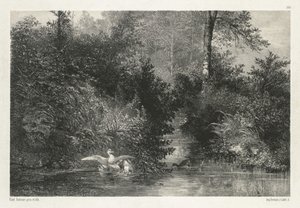 カナード（アヒル） 作： Karl Bodmer