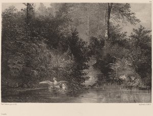 アヒル 作： Karl Bodmer