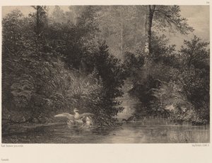 アヒル 作： Karl Bodmer