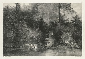 カナードアヒル 作： Karl Bodmer