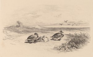 ワイルドなダックス。 作： Karl Bodmer