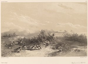 ワイルドなダックス。 作： Karl Bodmer