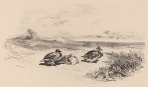 ワイルドなダックス。 作： Karl Bodmer
