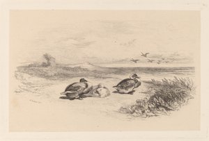 ワイルドダックス 作： Karl Bodmer