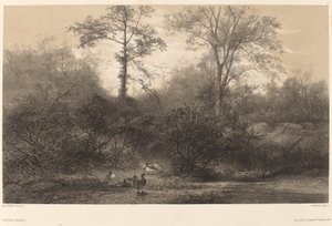 ワイルドダックス 作： Karl Bodmer