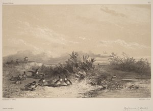  作： Karl Bodmer