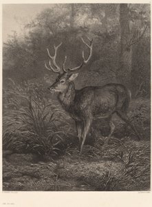 Cerf Dix-Cors. 作： Karl Bodmer