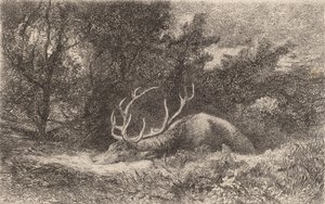 Cerf a la Reposee. 作： Karl Bodmer