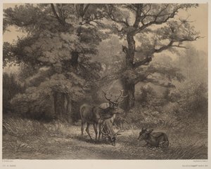  作： Karl Bodmer