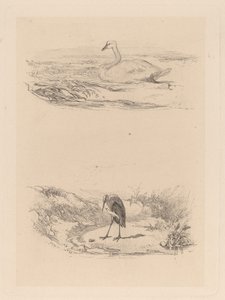 白鳥、鷺 作： Karl Bodmer