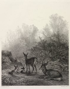 休息中の鹿。 作： Karl Bodmer