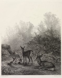 鹿の休息 作： Karl Bodmer