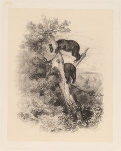 2 つのクマ 作： Karl Bodmer