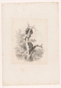 木の 3 つのクマ 動物のいる風景（連載タイトル） 作： Karl Bodmer
