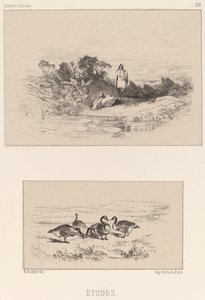 研究 作： Karl Bodmer