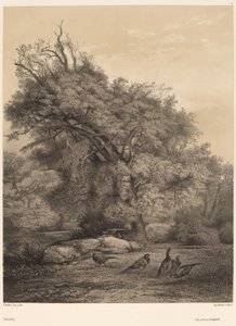 キジ 作： Karl Bodmer