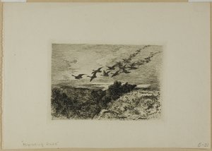空飛ぶガチョウ 作： Karl Bodmer
