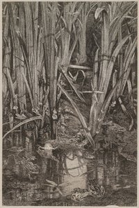 沼のカエル 作： カール・ボドマー