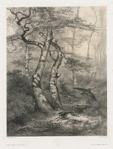 オオタカに追われるうさぎ 作： Karl Bodmer