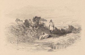 鷺です。 作： Karl Bodmer