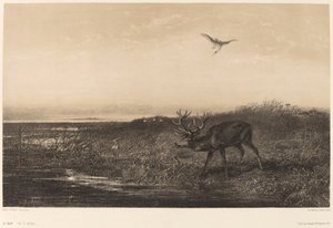 夜。 鹿と鷺 作： Karl Bodmer