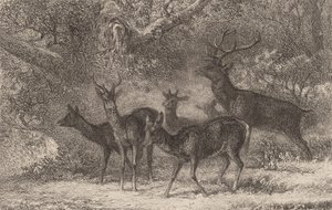 群れ。 作： Karl Bodmer