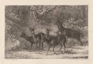 群れ 作： Karl Bodmer