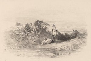2 つのサギ。 作： Karl Bodmer