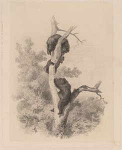 ベアーズ 作： Karl Bodmer