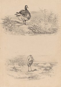 オイエ、サギ。