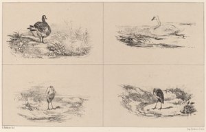オイ、サイゴン、サギ。 作： Karl Bodmer