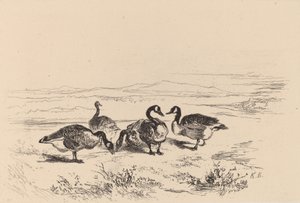 Oies bernacles。 作： Karl Bodmer