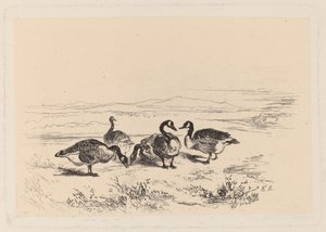 フジツボガチョウ 作： Karl Bodmer