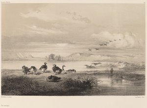 野生のガチョウ。 作： Karl Bodmer