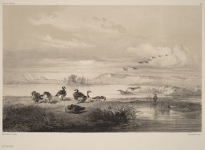 野生のガチョウ 作： Karl Bodmer
