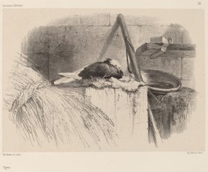 ピジョンです。 作： Karl Bodmer