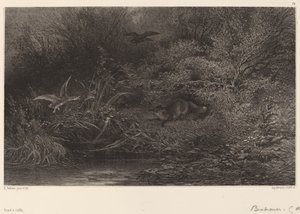 徘徊するキツネ。 作： Karl Bodmer